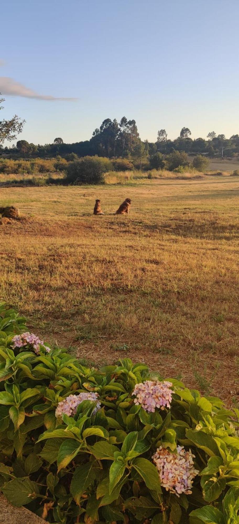 Country house Quinta Damigo Seia